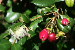Syzygium australe