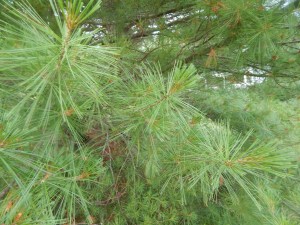 eastern white pine