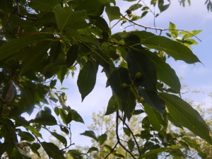 pin cherry leaf and fruit