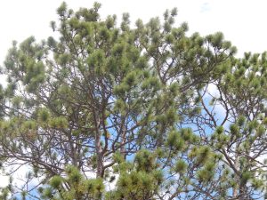 tree blog pines closer