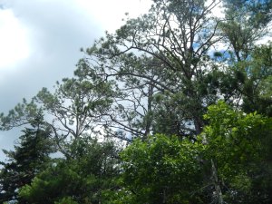tree blog pines